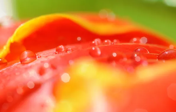 Макро, цветы, красный, тюльпаны