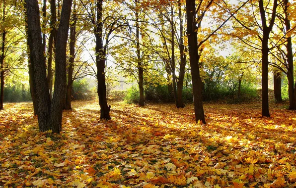 Картинка осень, лес, листья, лучи, свет, деревья, природа, парк