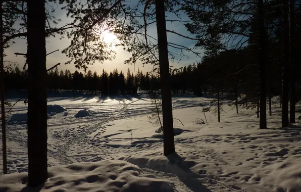 Зима, снег, деревья, природа, фото, Norrbotten, Kangosfors