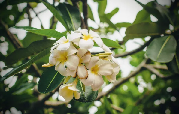 Flower, nature, плюмерия, flora
