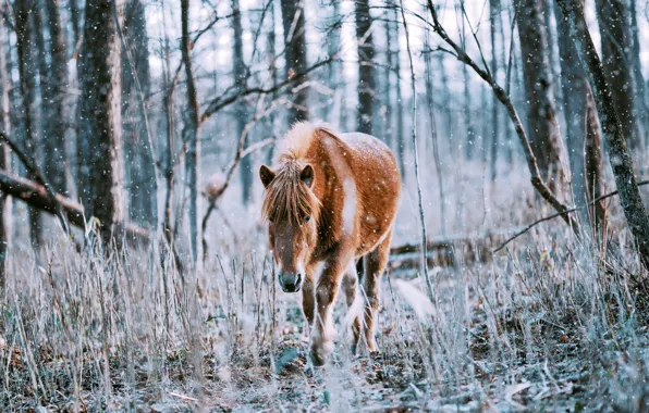 Зима, лес, конь, лошадь