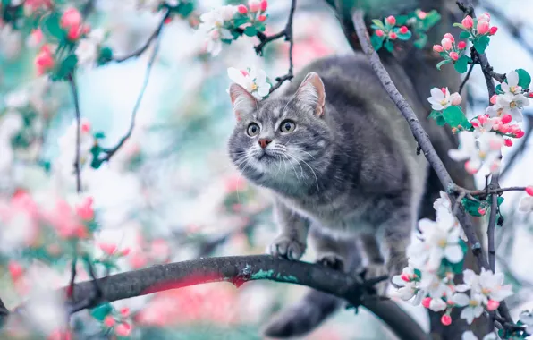 Картинка кошка, ветки, весна, яблоня, цветение, на дереве, цветки, котейка