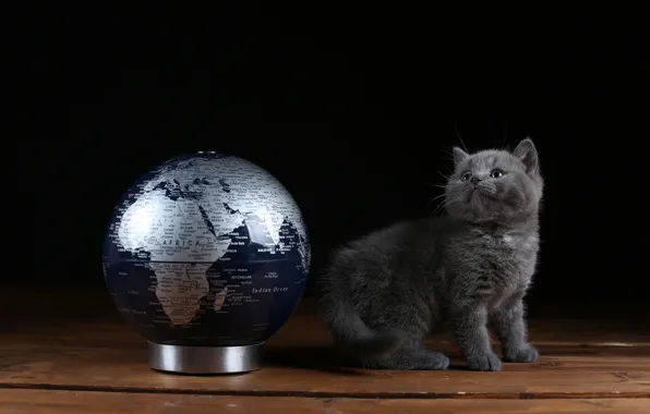 Кошка, взгляд, котенок, серый, доски, малыш, черный фон, котёнок