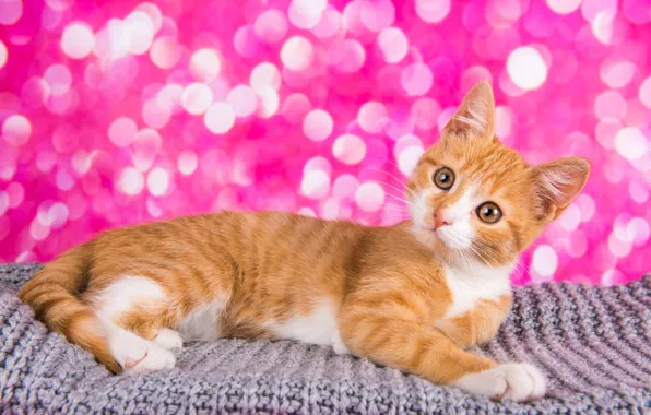 Кошка, кот, взгляд, поза, блики, котенок, рыжий, лежит