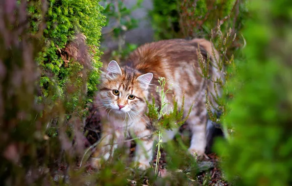 Кошка, кот, природа, котенок, сад, рыжий, хвоя, полосатый