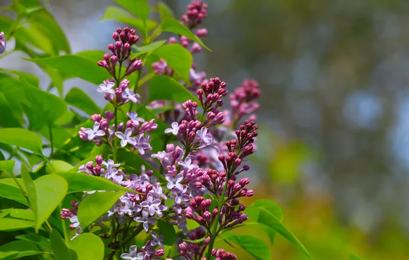 Flower, spring, lilac