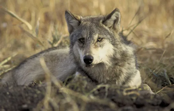 Nature, face, animal, wolf, wildlife, head, fur, mammal