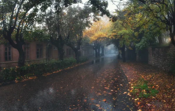Картинка дорога, осень, деревья, дождь