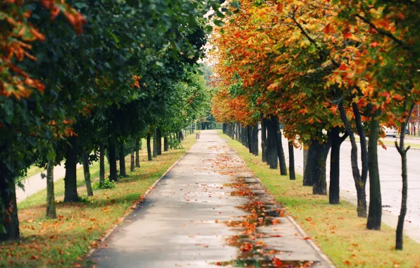 Дорога, осень, деревья, природа, парк, настроение, настроения, пейзажи