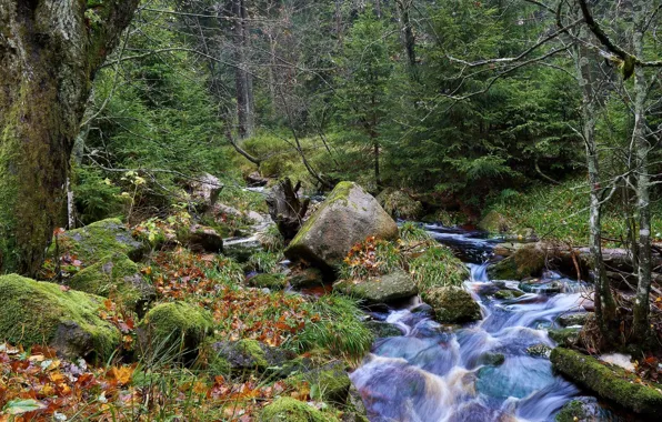 Картинка лес, река, ручей