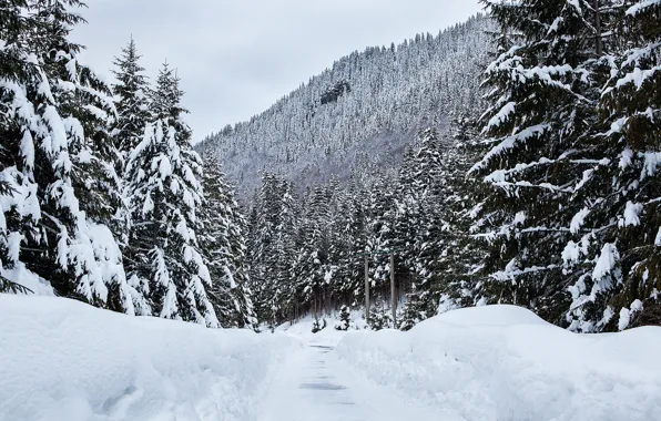 Зима, снег, деревья, пейзаж, горы, елки, landscape, winter