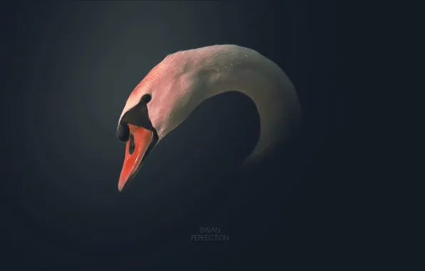 Надпись, птица, рисунок, лебедь, swan, bird, 2560x1600, picture