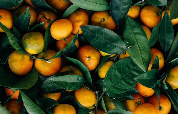 Картинка Leaves, Mandarin, Fruits, Food, Oranges, Citrus, Mandarin oranges