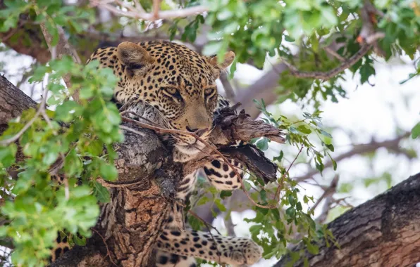 Картинка морда, отдых, хищник, леопард, дикая кошка, на дереве