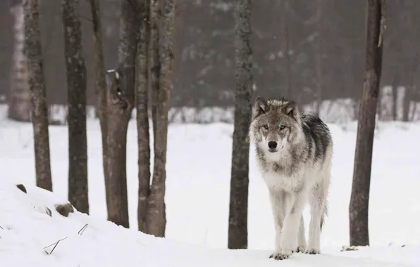 Картинка face, wolf, wildlife, head, fur, mammal, whiskers, gray wolf
