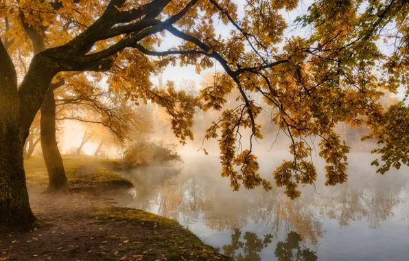 Картинка осень, деревья, пейзаж, природа, туман, парк, водоём, Краснодар