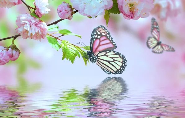 Вода, цветы, отражение, бабочка, сакура