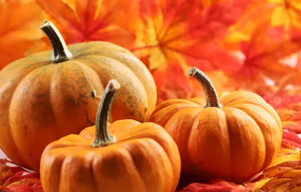 Осень, листва, тыква, autumn, leaves, pumpkin
