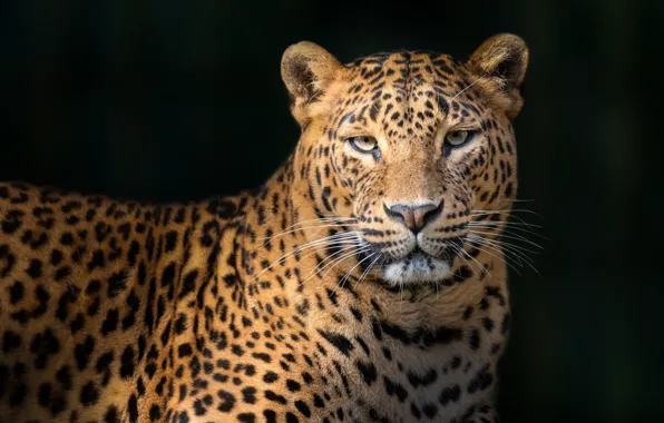 Леопард, leopard, Juan I. Cuadrado