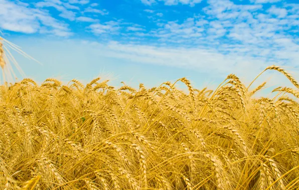 Картинка пшеница, поле, небо, облака, макро, природа, поля, колоски