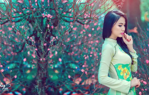 Цветы, азиатка, вьетнамская девушка, дерево.весна