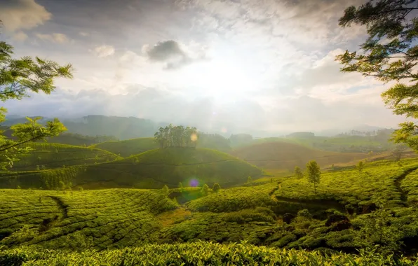 Солнце, природа, холмы, чай, балки, туманные, Холмы Муннара