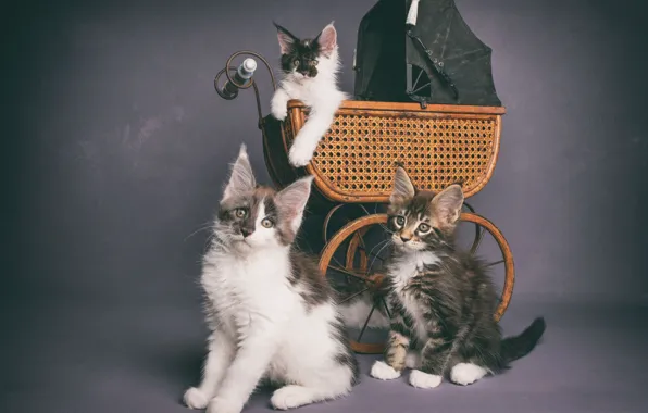 Кошки, котята, коляска, трио