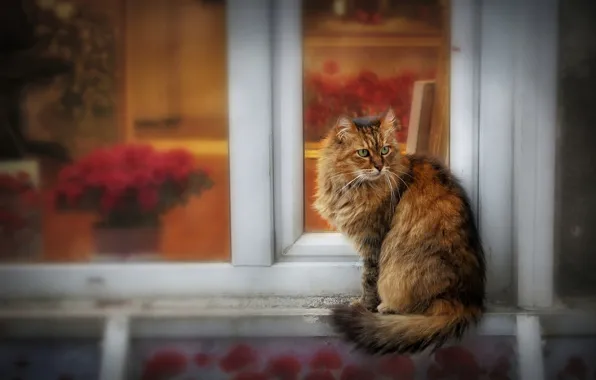 Кошка, кот, взгляд, стекло, цветы, поза, дом, рама