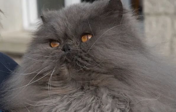 Картинка кот, пушистый, мордочка, персидская кошка