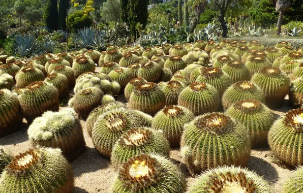 Cactus, pinya de rosa, blanes