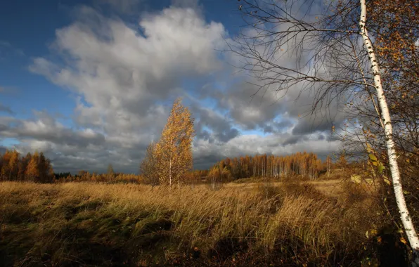 Поле, облака, береза