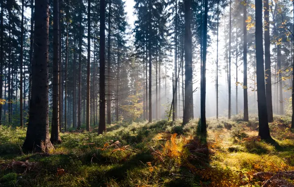 Картинка осень, лес, свет, природа