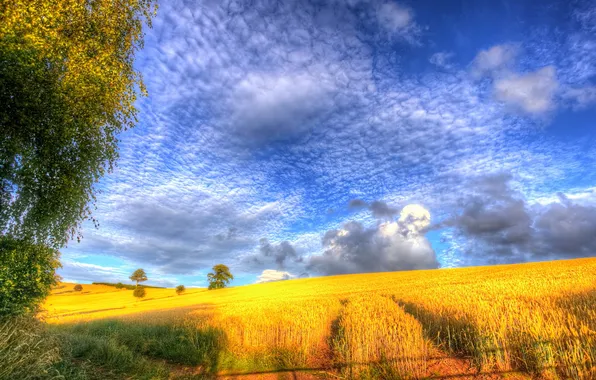 Картинка поле, облака, деревья, природа, холмы, урожай