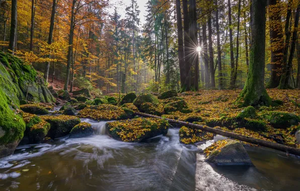 Картинка осень, лес, деревья, ручей, камни, мох, Германия, Бавария