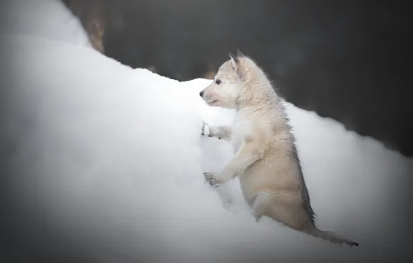 Зима, снег, собака, щенок, сугроб, пёсик, Чехословацкая волчья собака, Волкособ