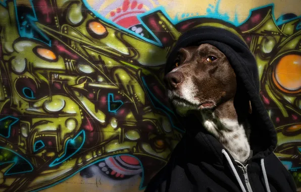Картинка взгляд, стена, граффити, собака, капюшон