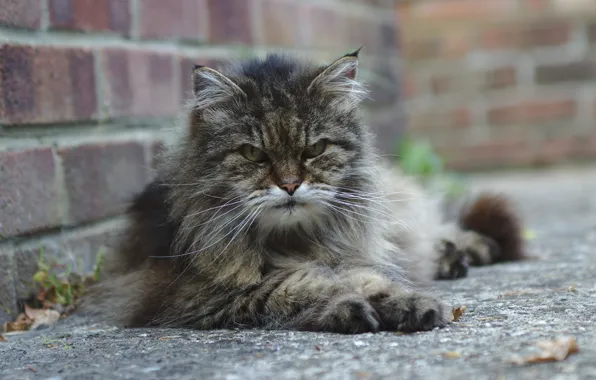 Картинка кошка, взгляд, улица, лежит, серая, сердитый