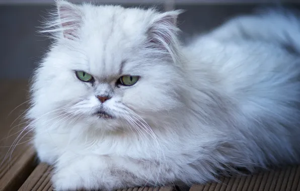 Кошка, глаза, взгляд, шерсть