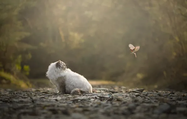 Кошка, кот, взгляд, свет, природа, парк, камни, птица