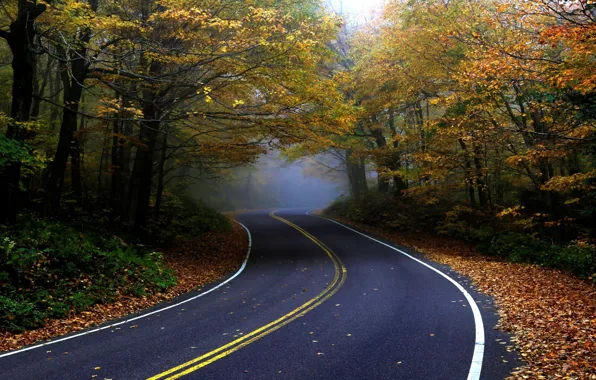 Картинка дорога, осень, лес, асфальт, природа, туман, листва