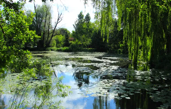 Trees, water, park, lake, pond