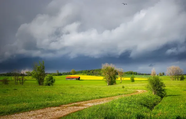 Дорога, зелень, поле, небо, трава, птица, весна, луг