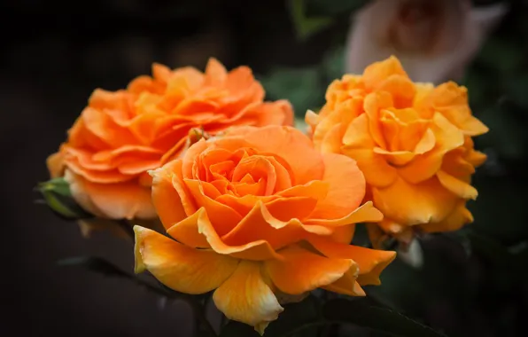 Розы, лепестки, оранжевые, трио