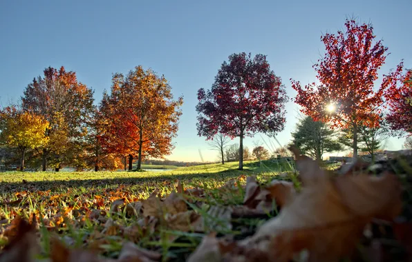 Картинка осень, небо, листья, деревья, природа, фото, дерево, листва