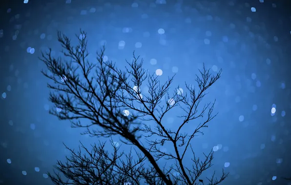 Картинка небо, звезды, ночь, природа, дерево, ночьное небо, ночьное боке