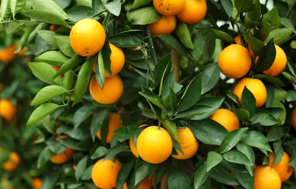 Листья, дерево, апельсин, плоды, цитрус, фрукты