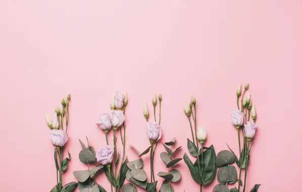 Картинка цветы, фон, эустома