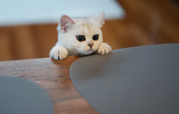 Кошка, взгляд, поза, котенок, мордашка