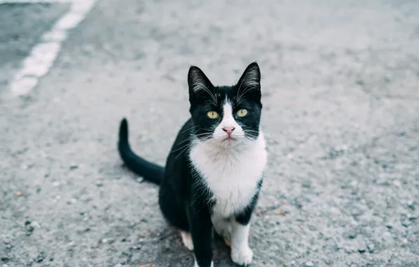 Кот, взгляд, коте