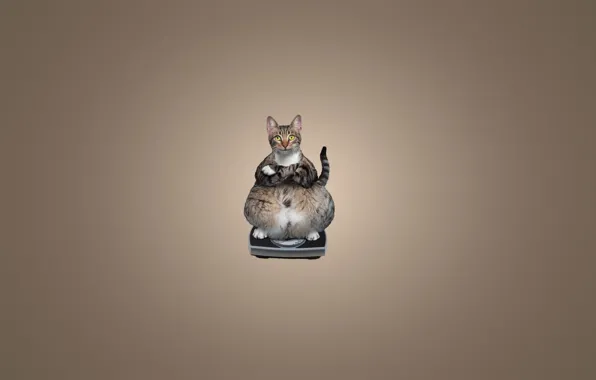 Картинка кошка, кот, животное, минимализм, сидит, весы, cat, толстый